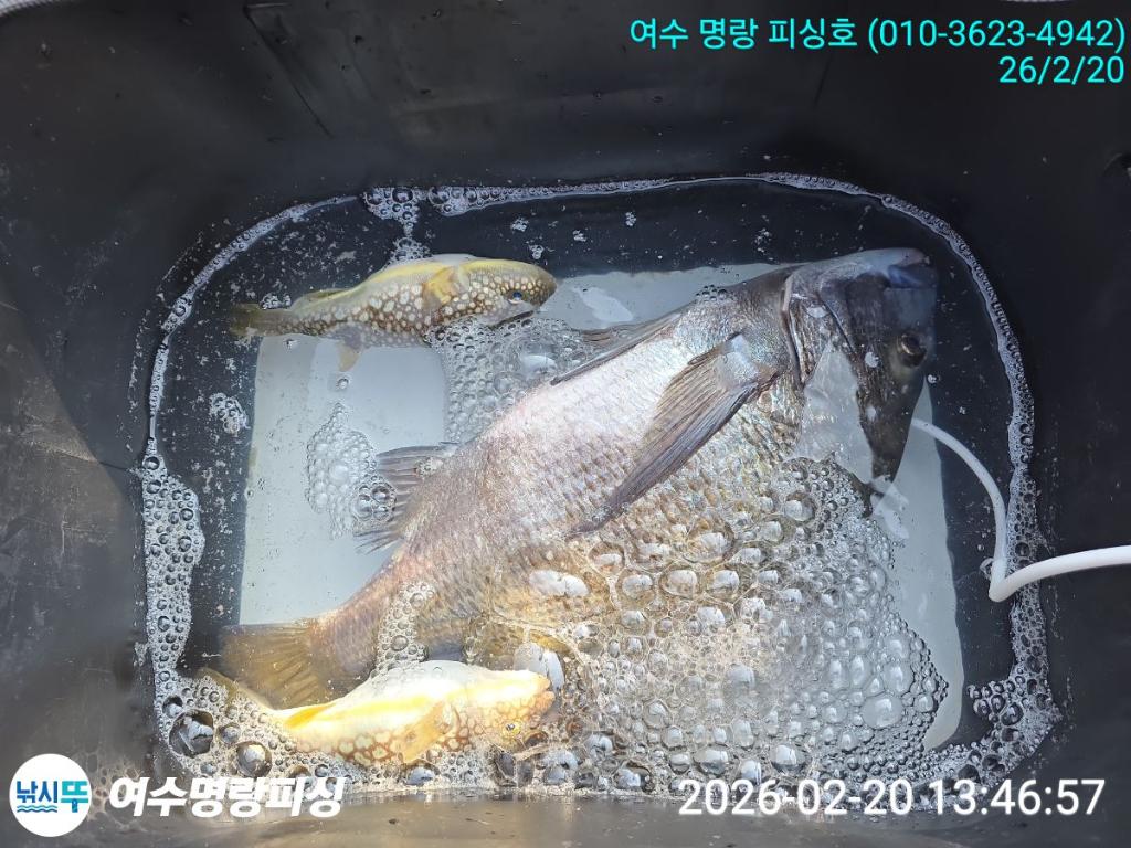 낚시뚜,감성돔,국동항,여수명랑피싱,낚시뚜5
