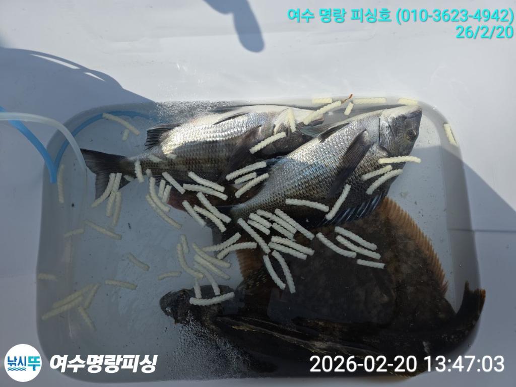 낚시뚜,감성돔,국동항,여수명랑피싱,낚시뚜4
