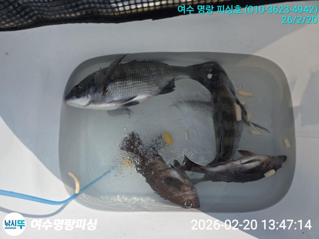 낚시뚜,감성돔,국동항,여수명랑피싱,낚시뚜2