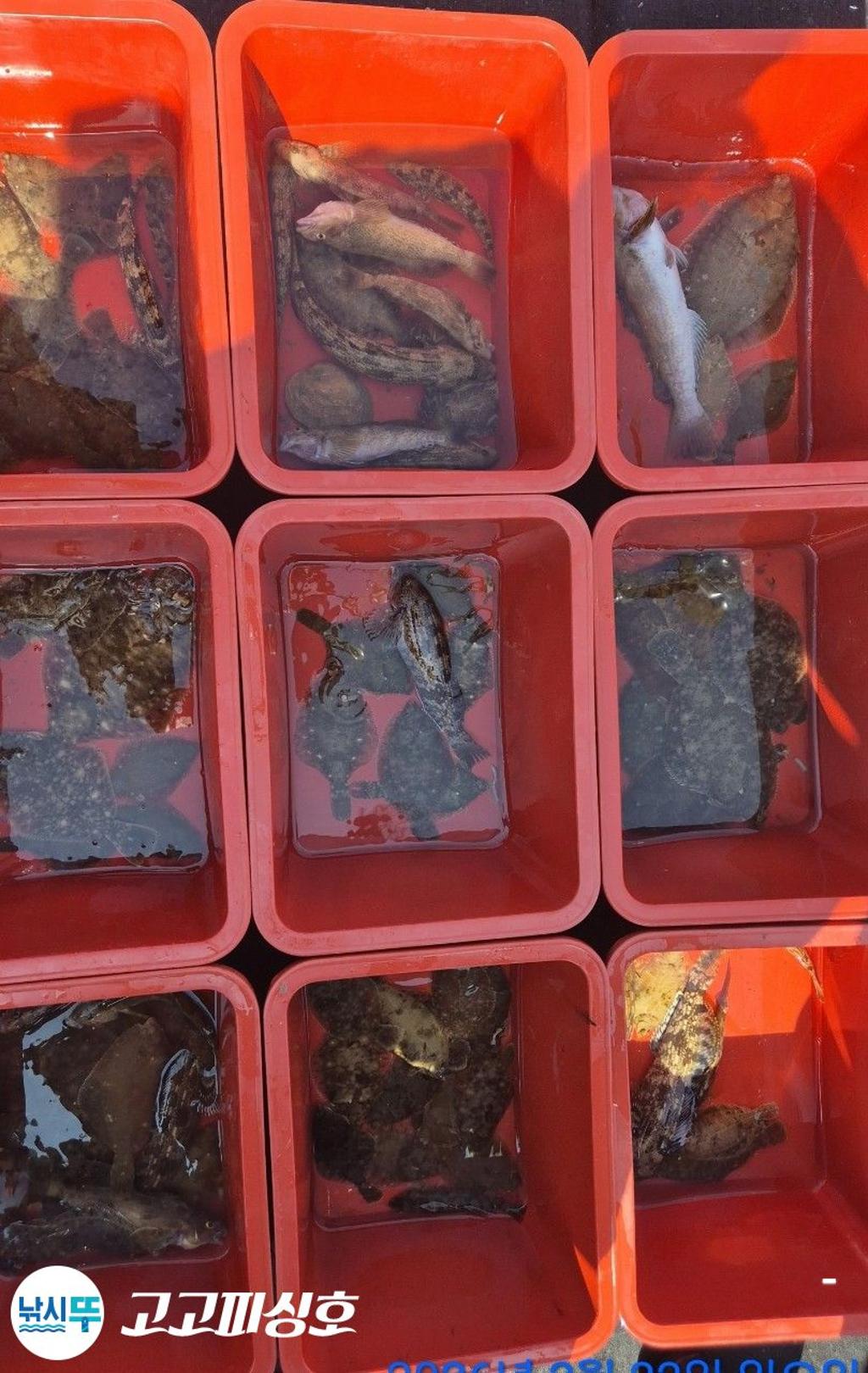 낚시뚜,도다리,속천항(진해),고고피싱호,낚시뚜15