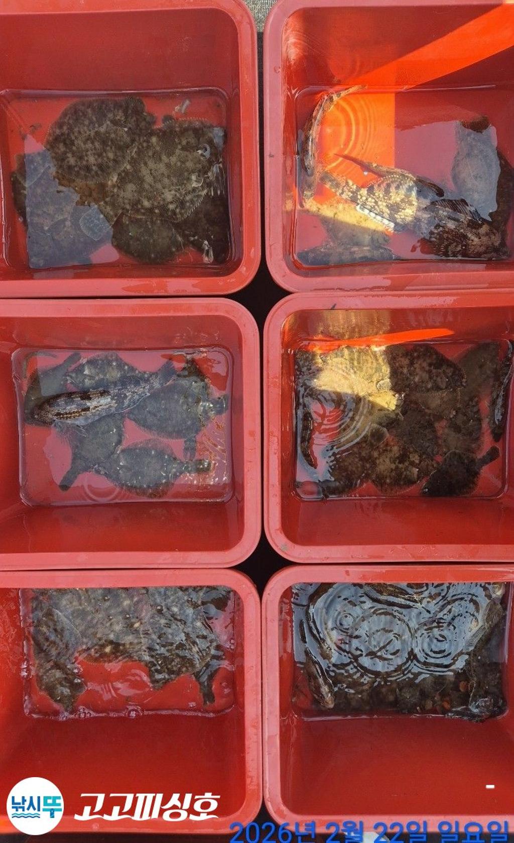 낚시뚜,도다리,속천항(진해),고고피싱호,낚시뚜13