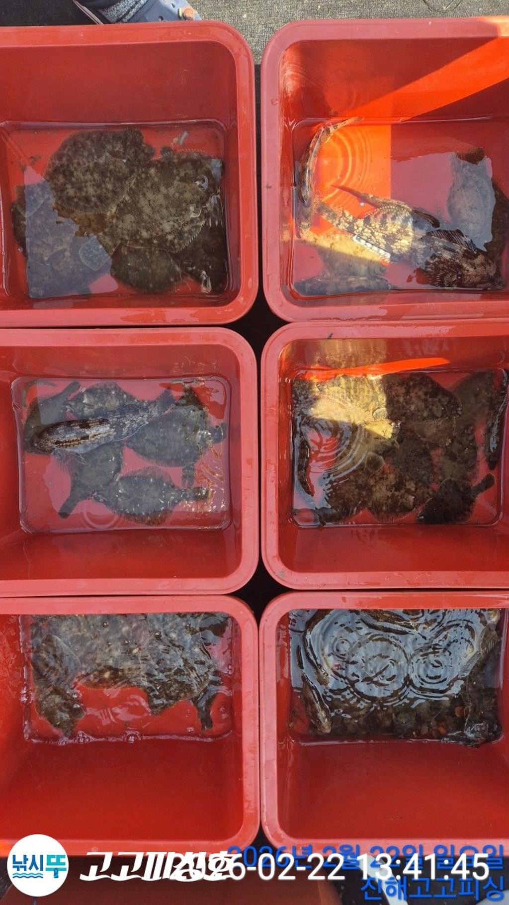 낚시뚜,도다리,속천항(진해),고고피싱호,낚시뚜10