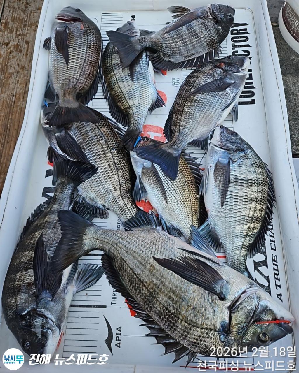 낚시뚜,,진해행암항,진해 뉴스피드호,낚시뚜31