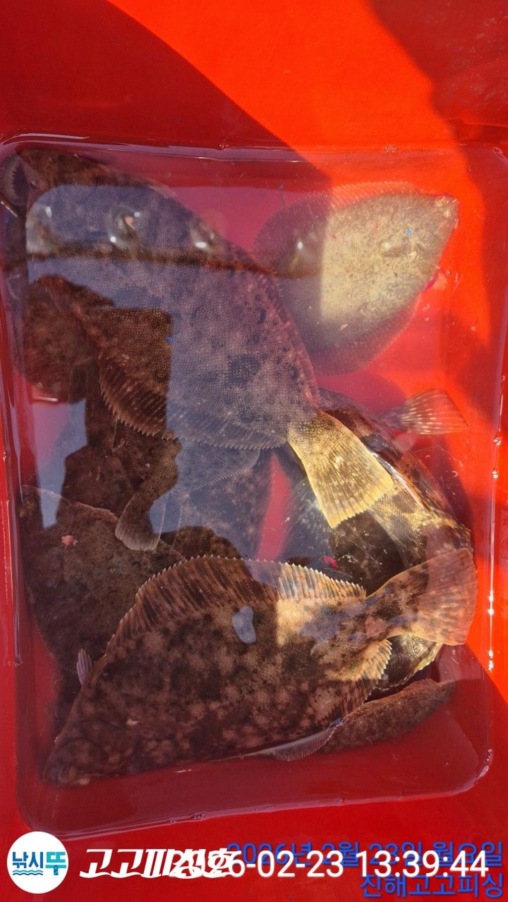 낚시뚜,,속천항(진해),고고피싱호,낚시뚜21