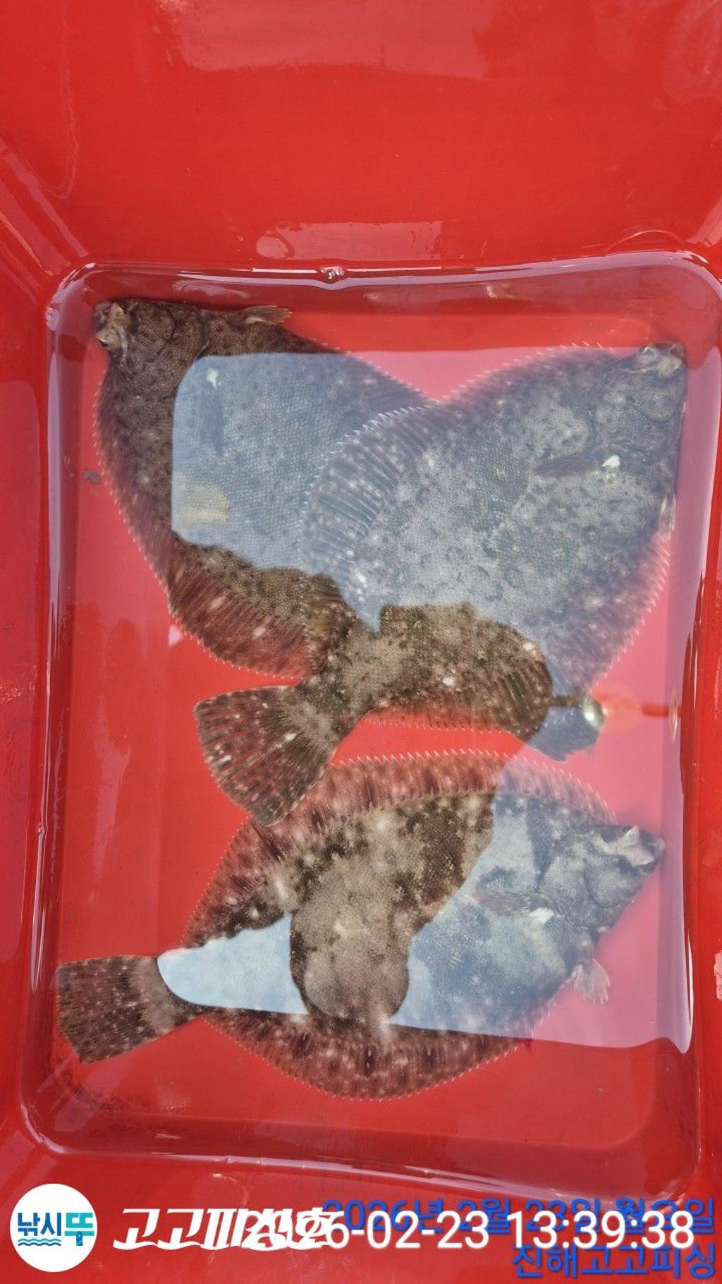 낚시뚜,,속천항(진해),고고피싱호,낚시뚜18