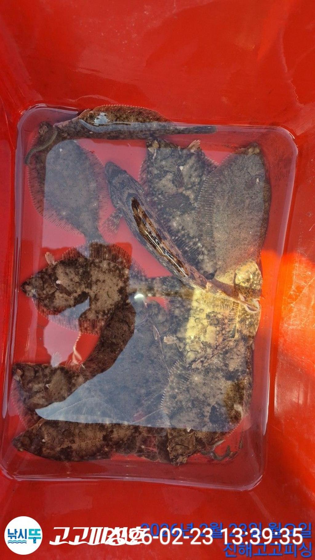 낚시뚜,,속천항(진해),고고피싱호,낚시뚜17