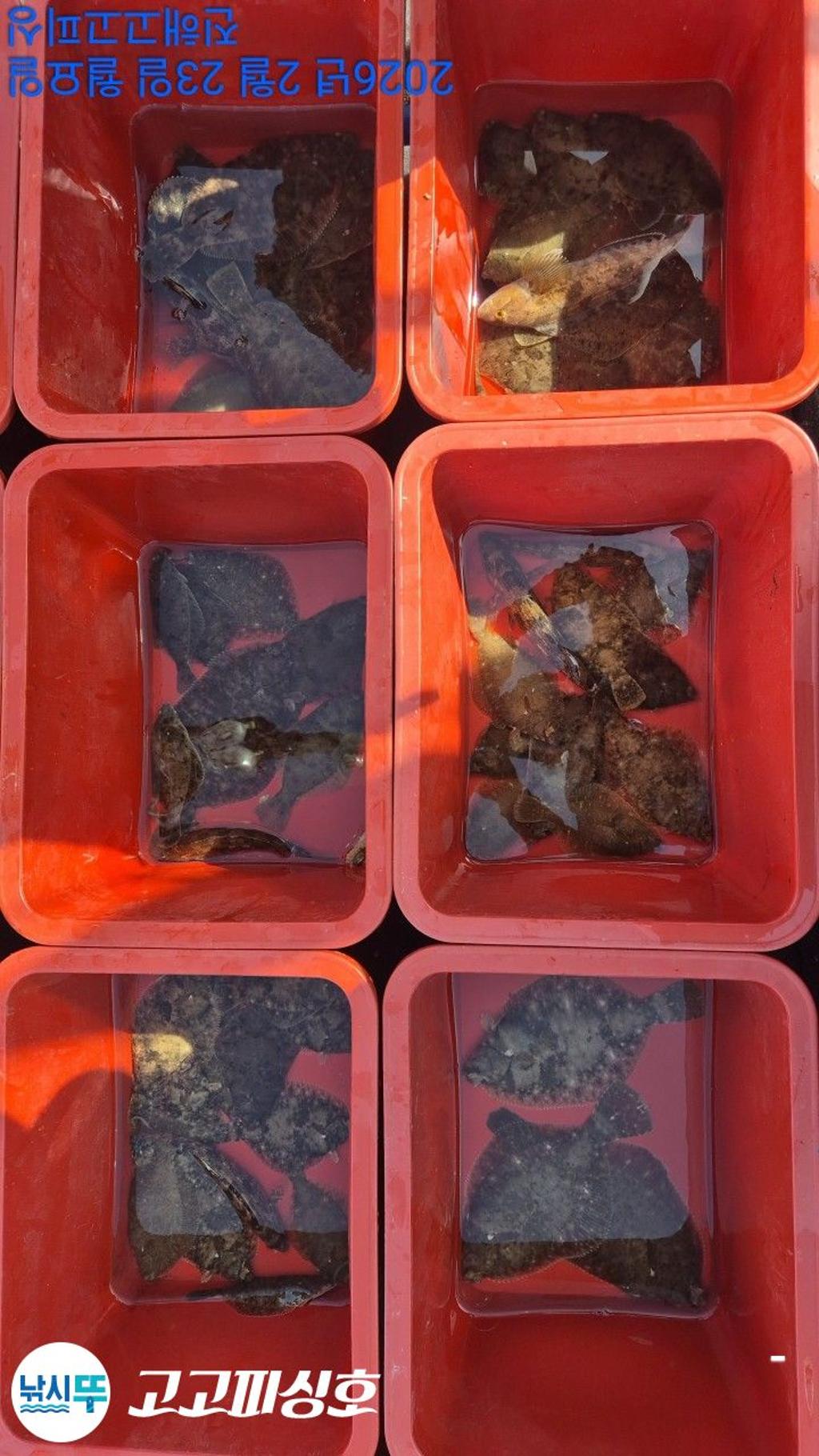 낚시뚜,,속천항(진해),고고피싱호,낚시뚜16