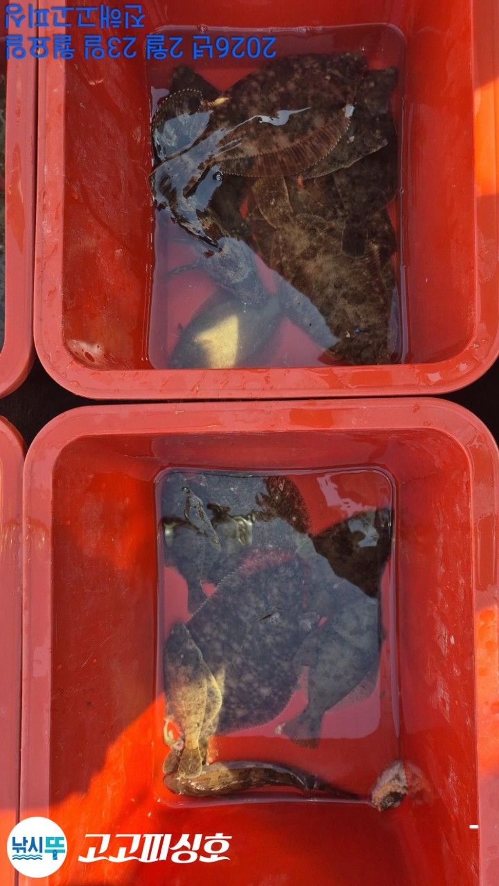 낚시뚜,,속천항(진해),고고피싱호,낚시뚜13