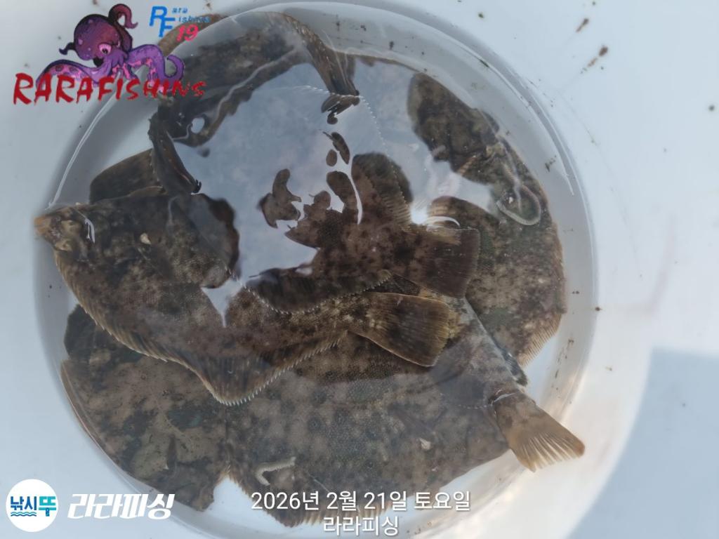 낚시뚜,도다리,속천항(진해),라라피싱,낚시뚜15