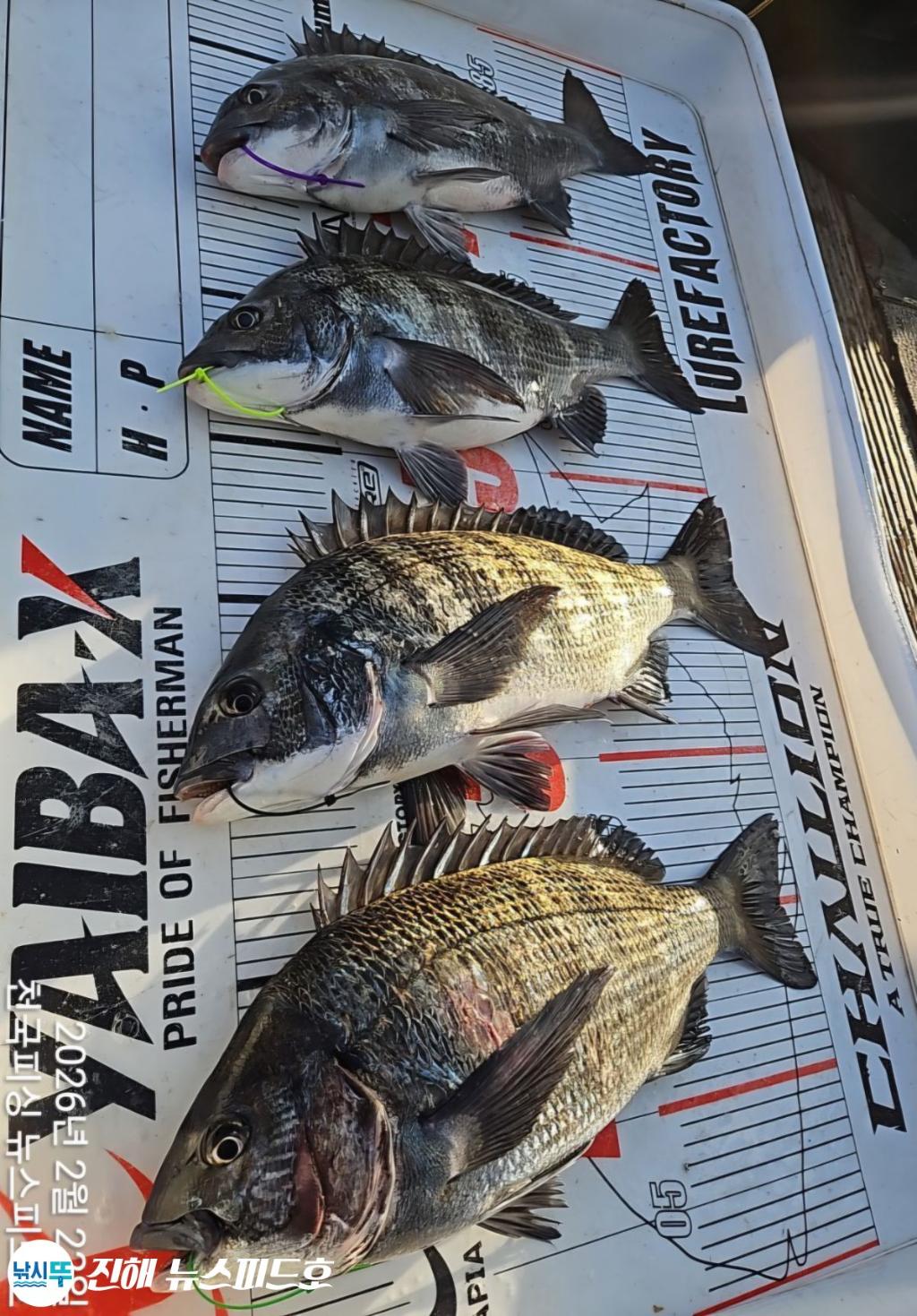 낚시뚜,,진해행암항,진해 뉴스피드호,낚시뚜4