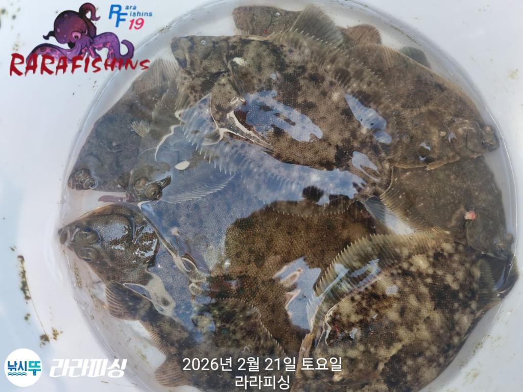 낚시뚜,낙지,도다리,속천항(진해),라라피싱,낚시뚜18