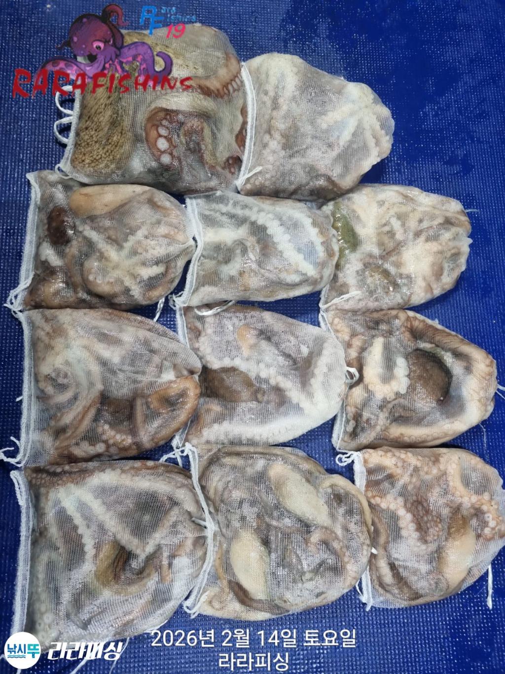 낚시뚜,낙지,도다리,속천항(진해),라라피싱,낚시뚜8