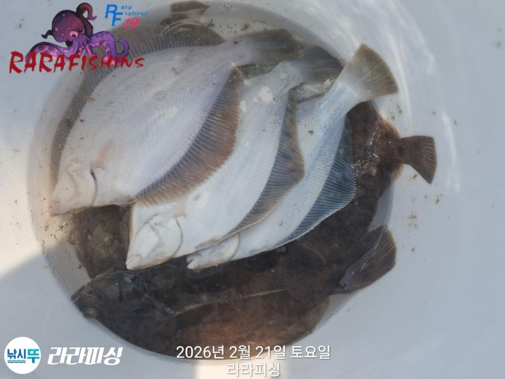 낚시뚜,낙지,도다리,속천항(진해),라라피싱,낚시뚜19