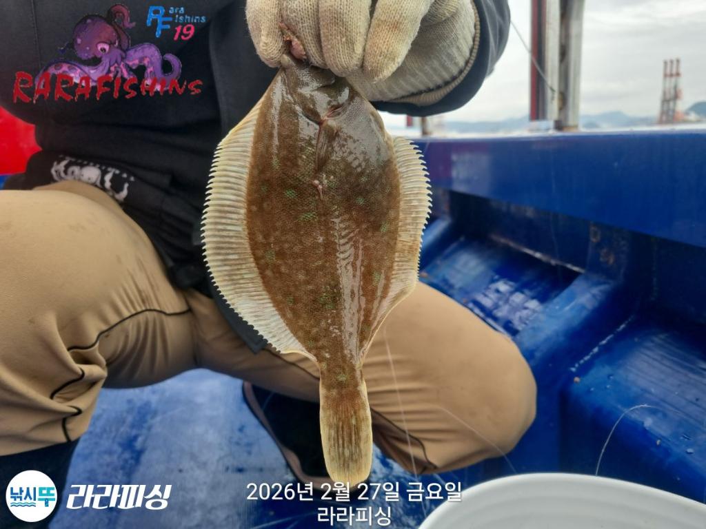 낚시뚜,낙지,도다리,속천항(진해),라라피싱,낚시뚜9