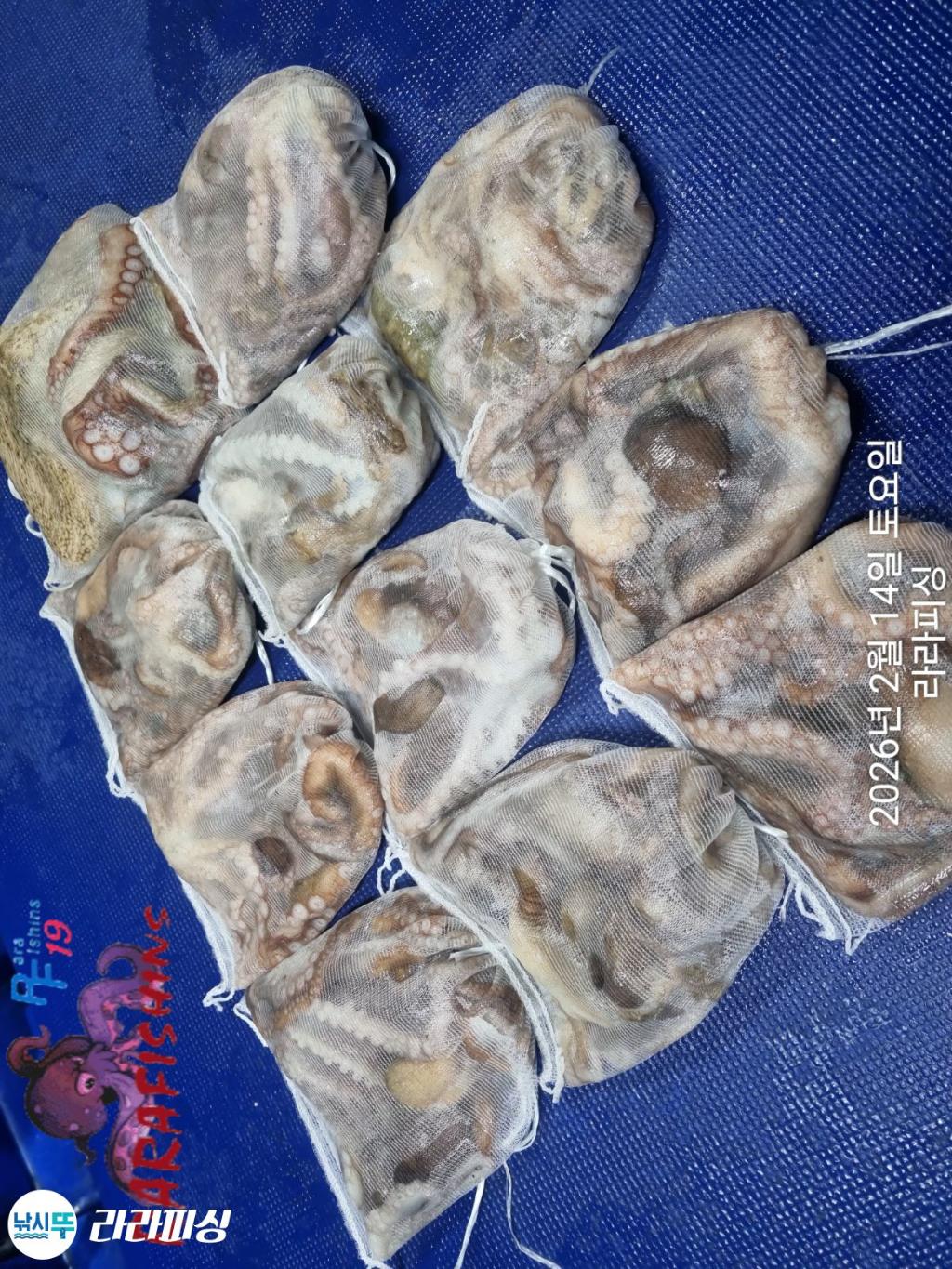 낚시뚜,낙지,도다리,속천항(진해),라라피싱,낚시뚜6