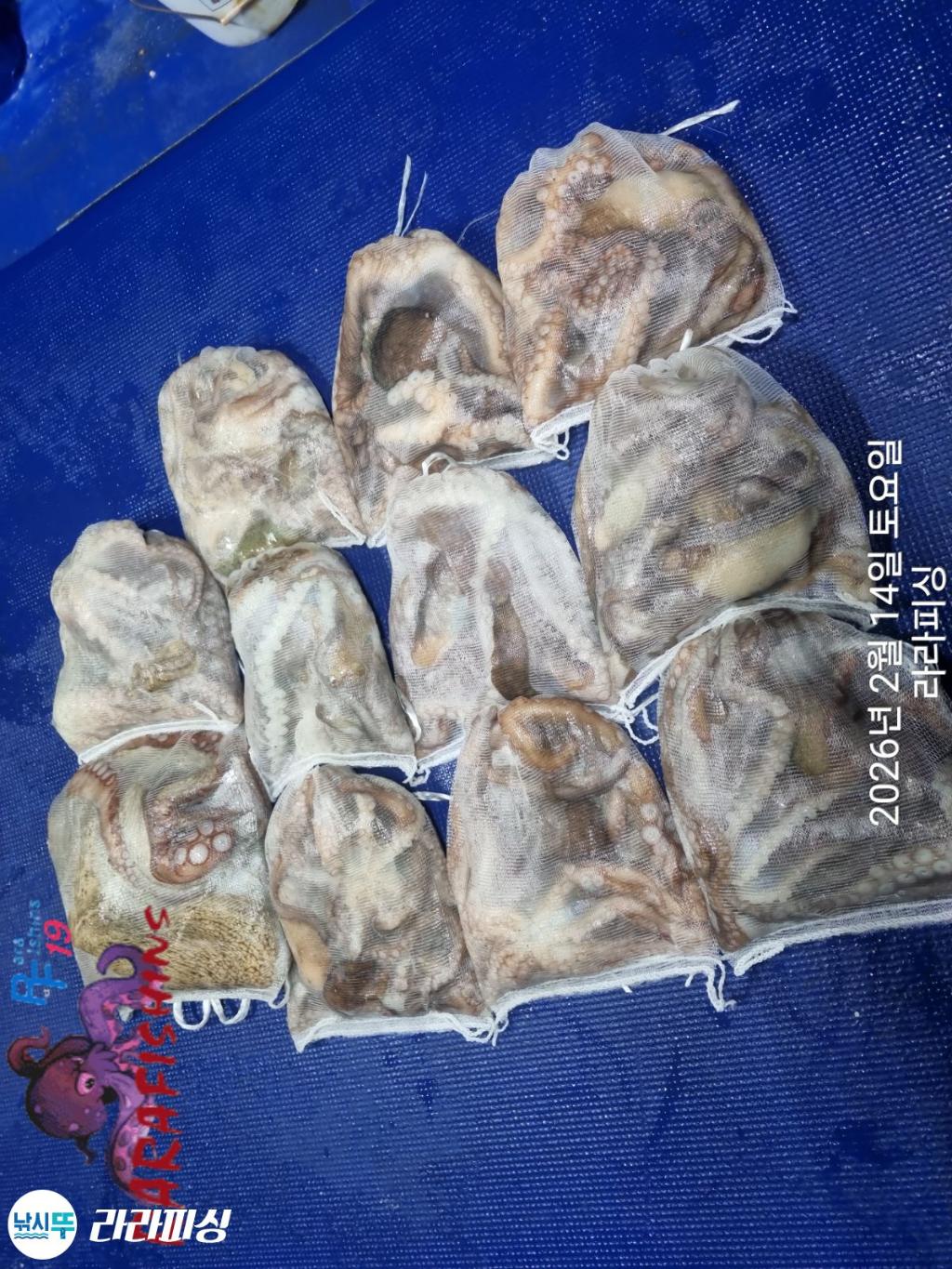 낚시뚜,낙지,도다리,속천항(진해),라라피싱,낚시뚜5