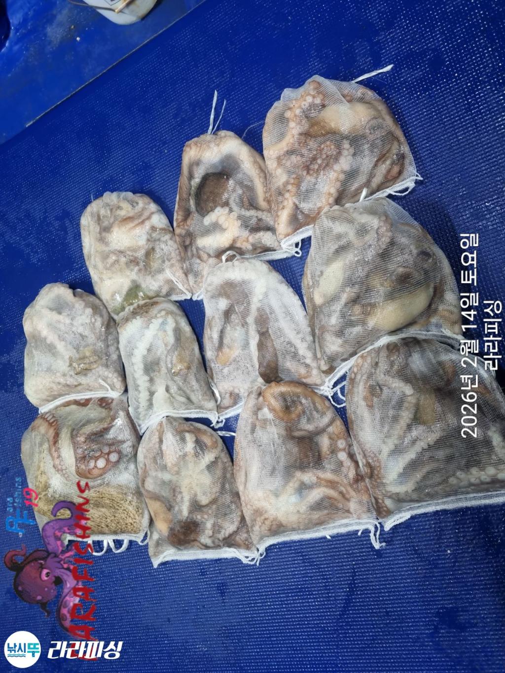 낚시뚜,낙지,도다리,속천항(진해),라라피싱,낚시뚜4