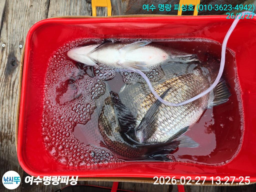 낚시뚜,감성돔,국동항,여수명랑피싱,낚시뚜1