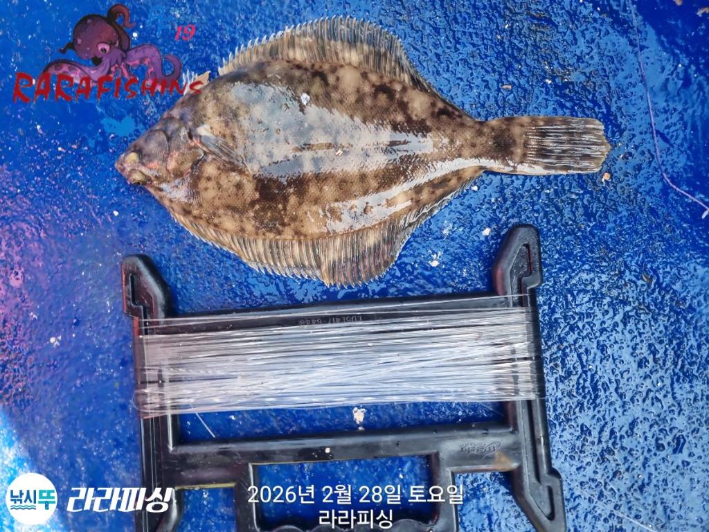 낚시뚜,도다리,속천항(진해),라라피싱,낚시뚜6