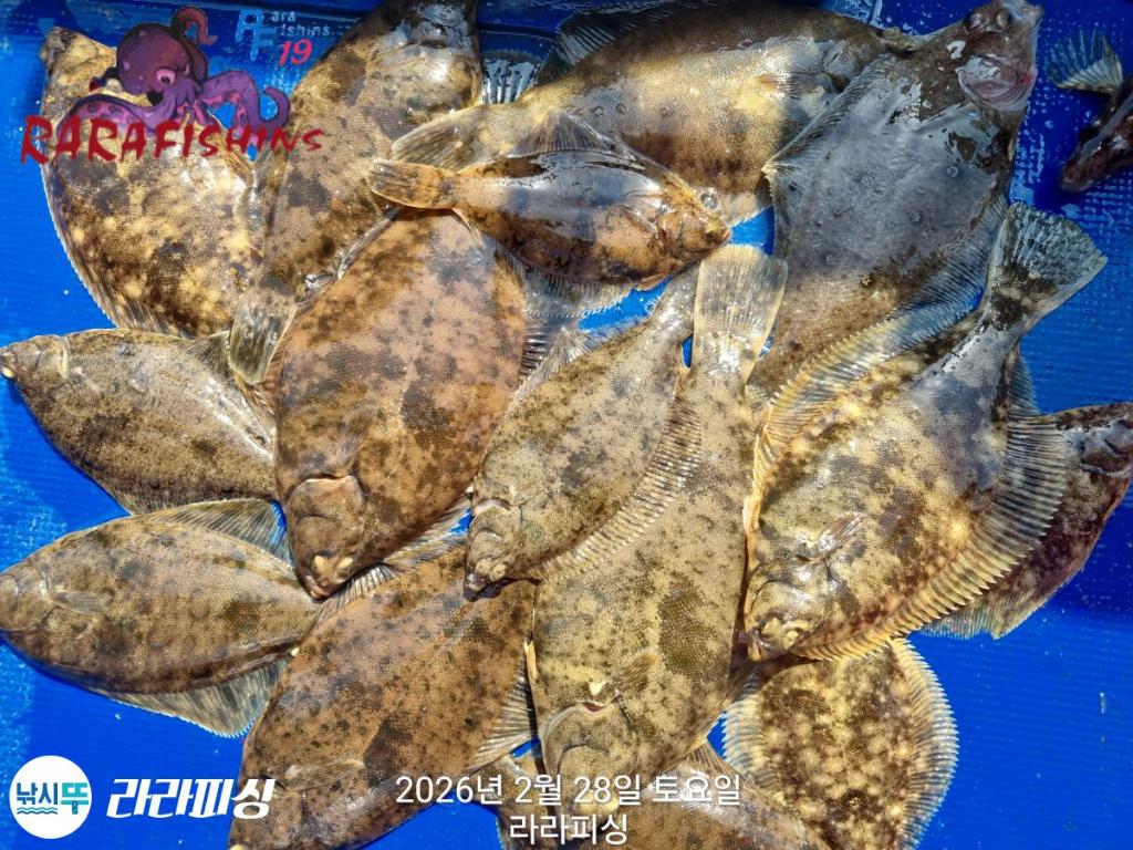 낚시뚜,도다리,속천항(진해),라라피싱,낚시뚜0