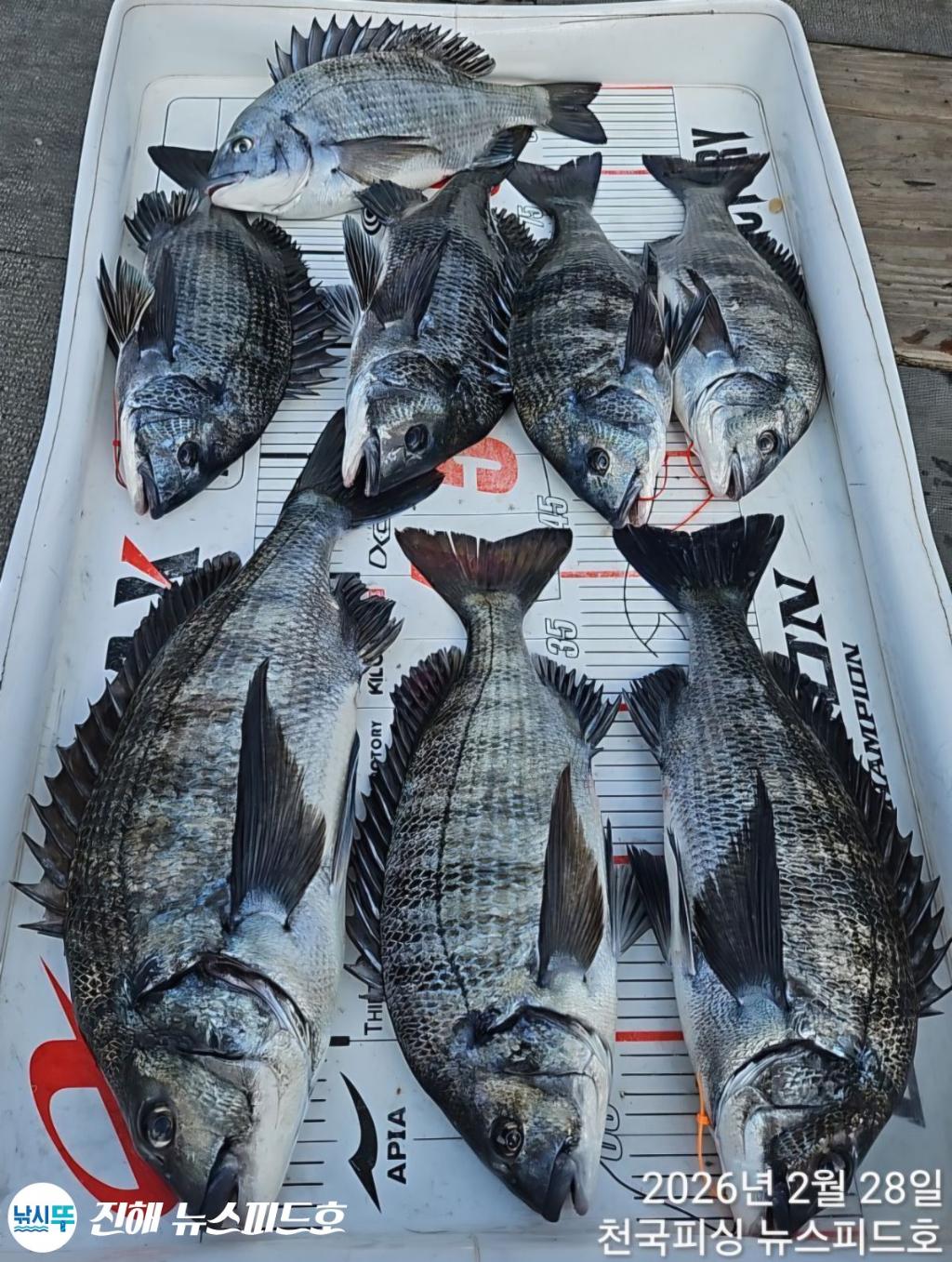 낚시뚜,감성돔,진해행암항,진해 뉴스피드호,낚시뚜21