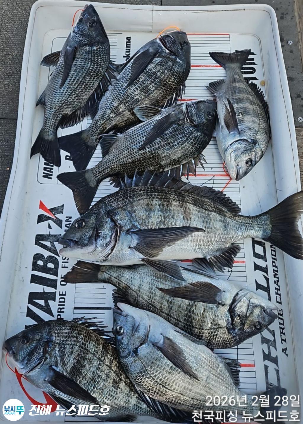 낚시뚜,감성돔,진해행암항,진해 뉴스피드호,낚시뚜20