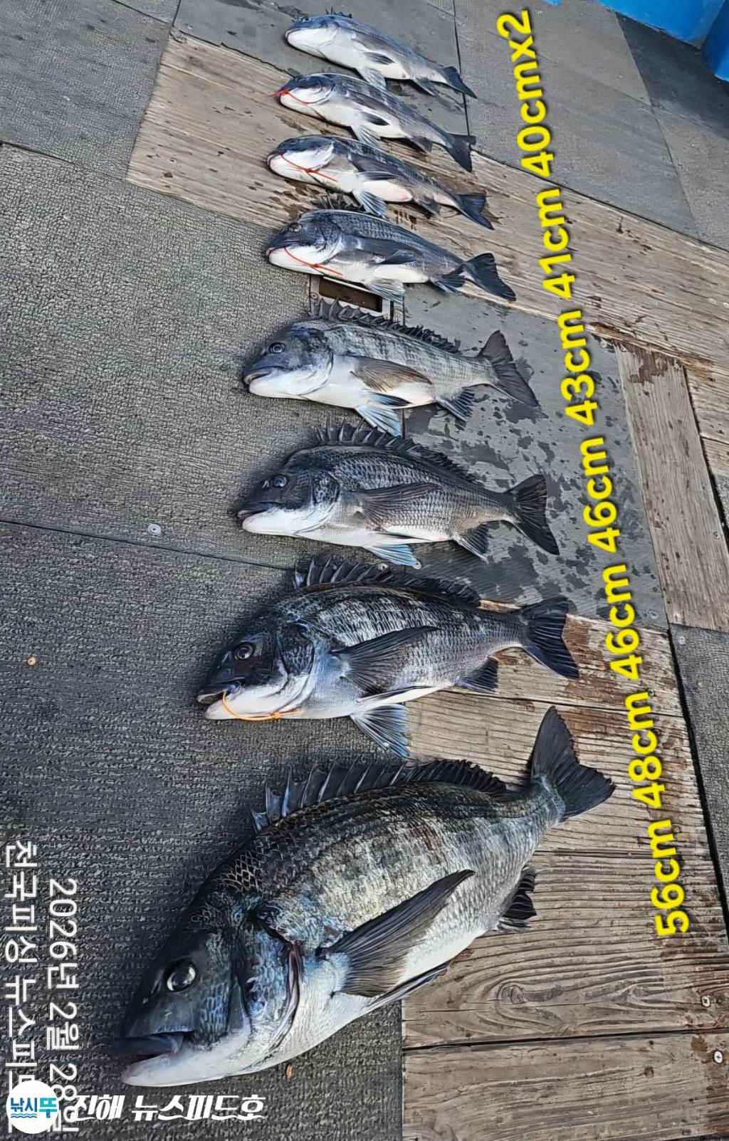 낚시뚜,감성돔,진해행암항,진해 뉴스피드호,낚시뚜19