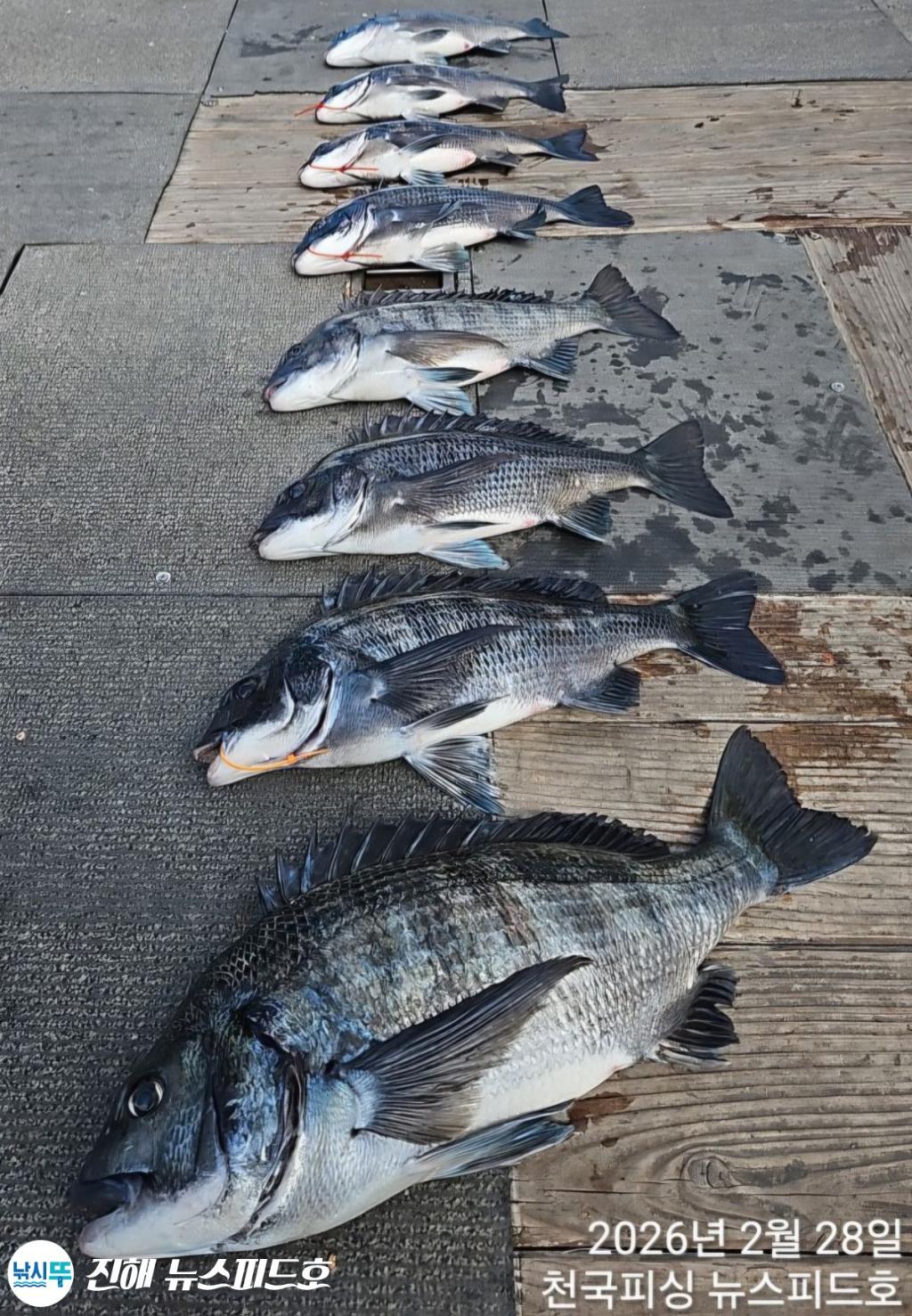 낚시뚜,감성돔,진해행암항,진해 뉴스피드호,낚시뚜18