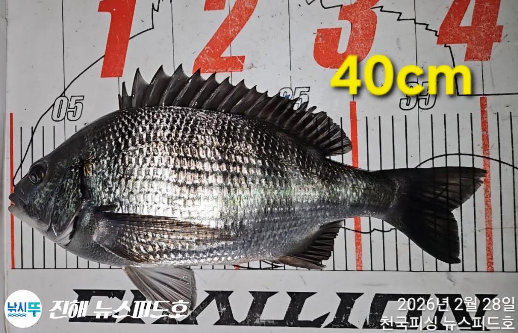 낚시뚜,감성돔,진해행암항,진해 뉴스피드호,낚시뚜7