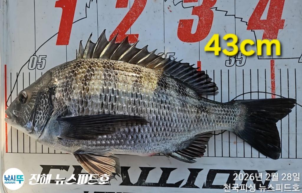 낚시뚜,감성돔,진해행암항,진해 뉴스피드호,낚시뚜4