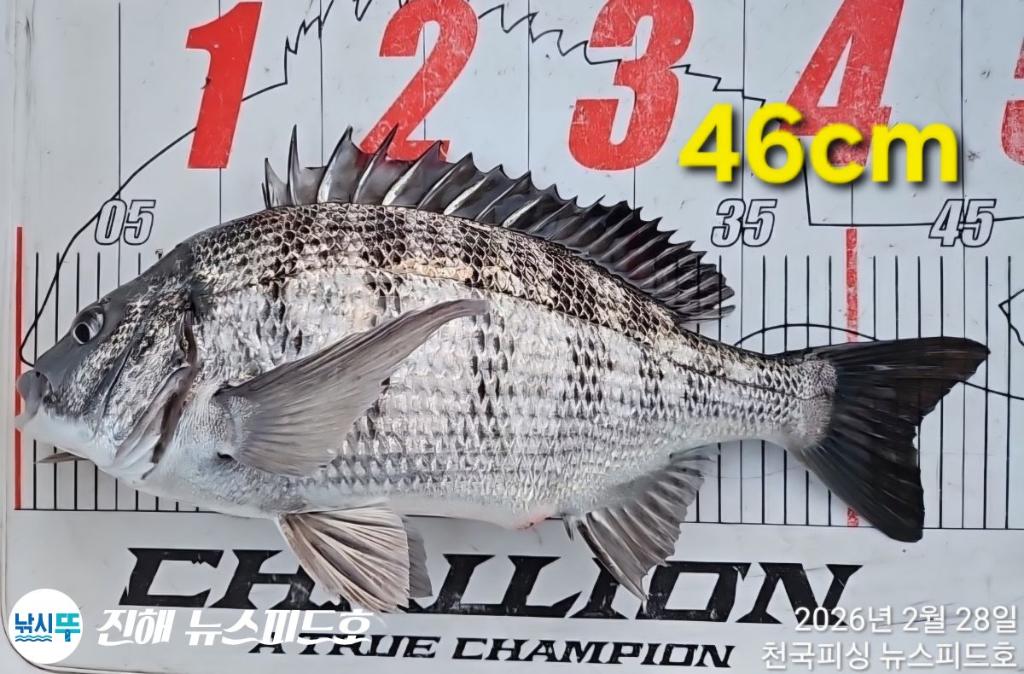 낚시뚜,감성돔,진해행암항,진해 뉴스피드호,낚시뚜3