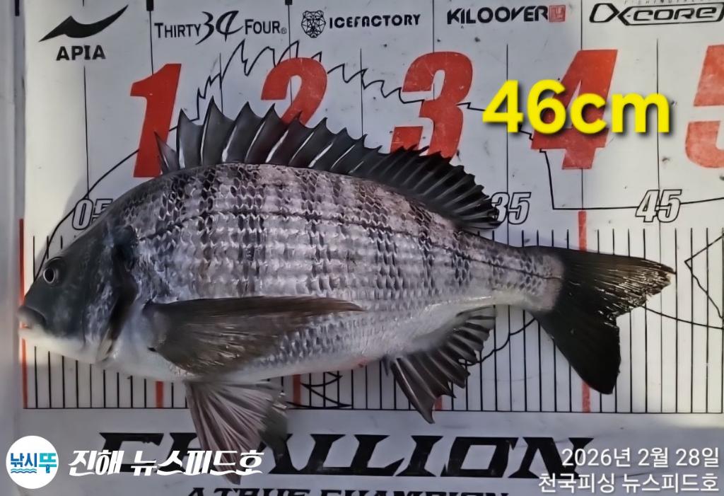 낚시뚜,감성돔,진해행암항,진해 뉴스피드호,낚시뚜2