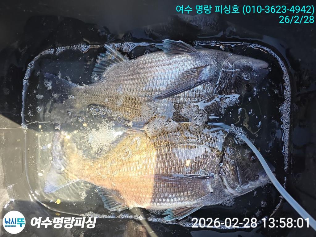 낚시뚜,감성돔,국동항,여수명랑피싱,낚시뚜10