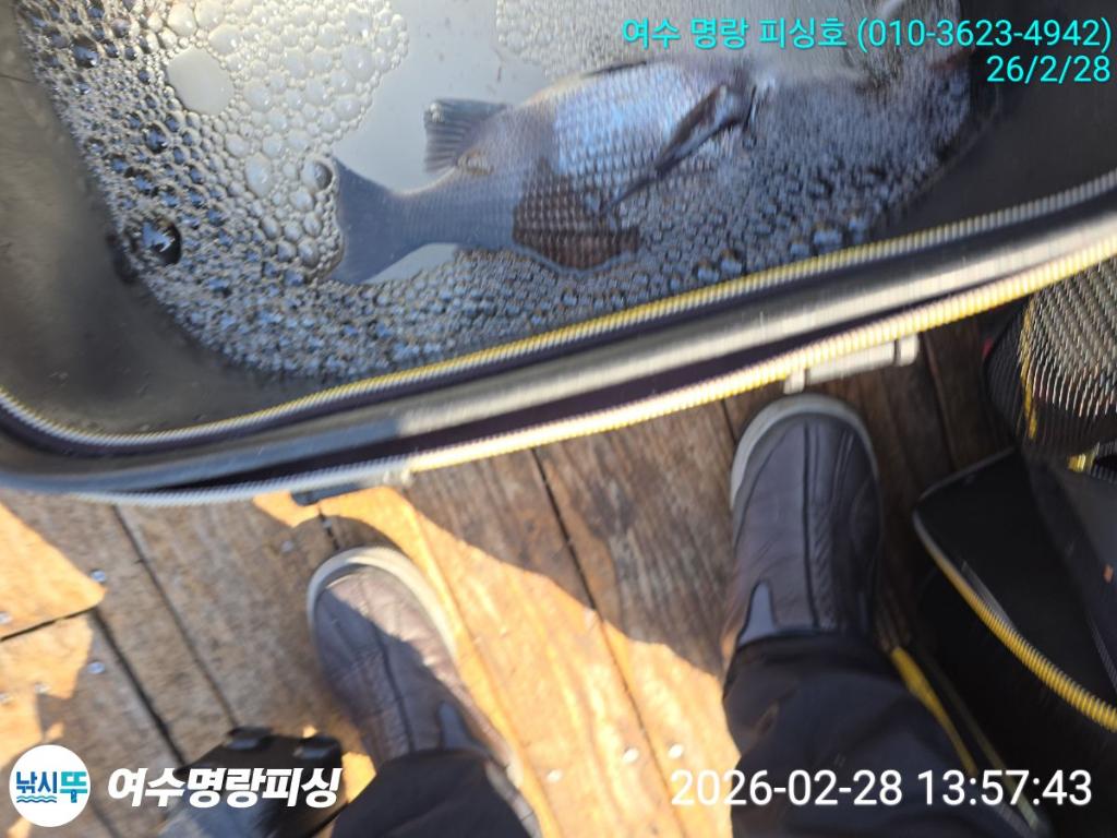 낚시뚜,감성돔,국동항,여수명랑피싱,낚시뚜9