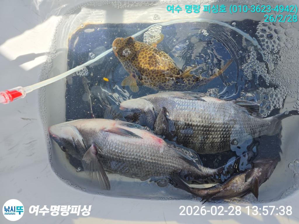 낚시뚜,감성돔,국동항,여수명랑피싱,낚시뚜8