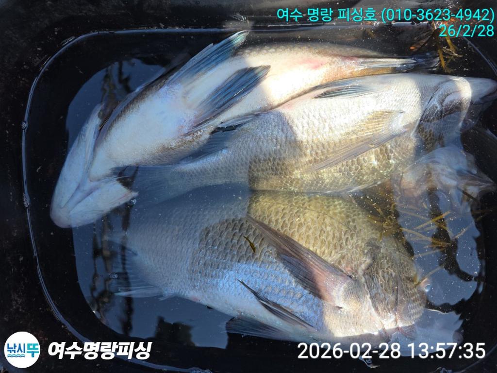 낚시뚜,감성돔,국동항,여수명랑피싱,낚시뚜7