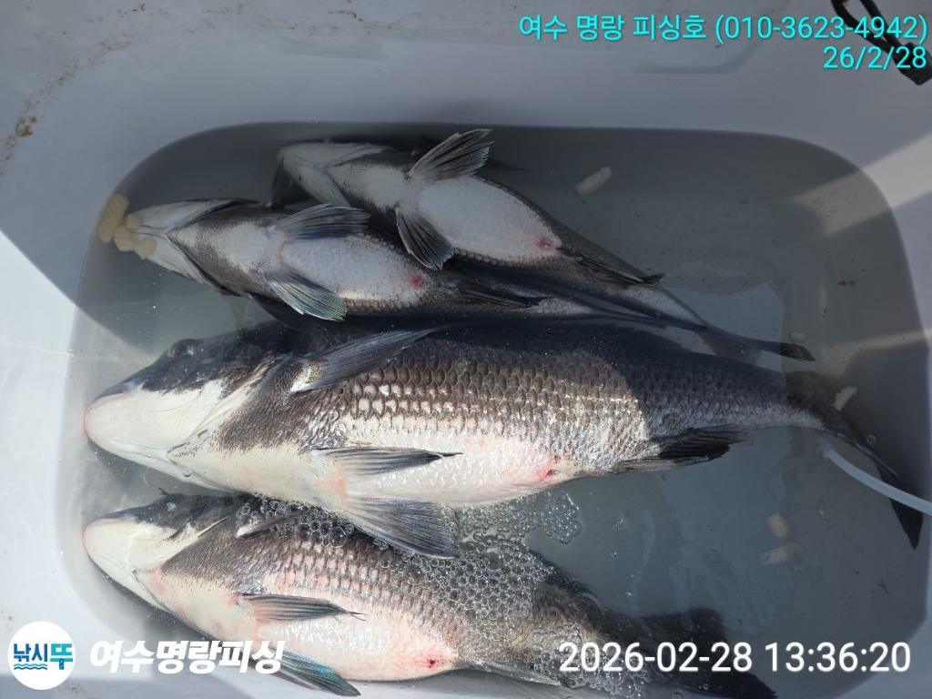 낚시뚜,감성돔,국동항,여수명랑피싱,낚시뚜6