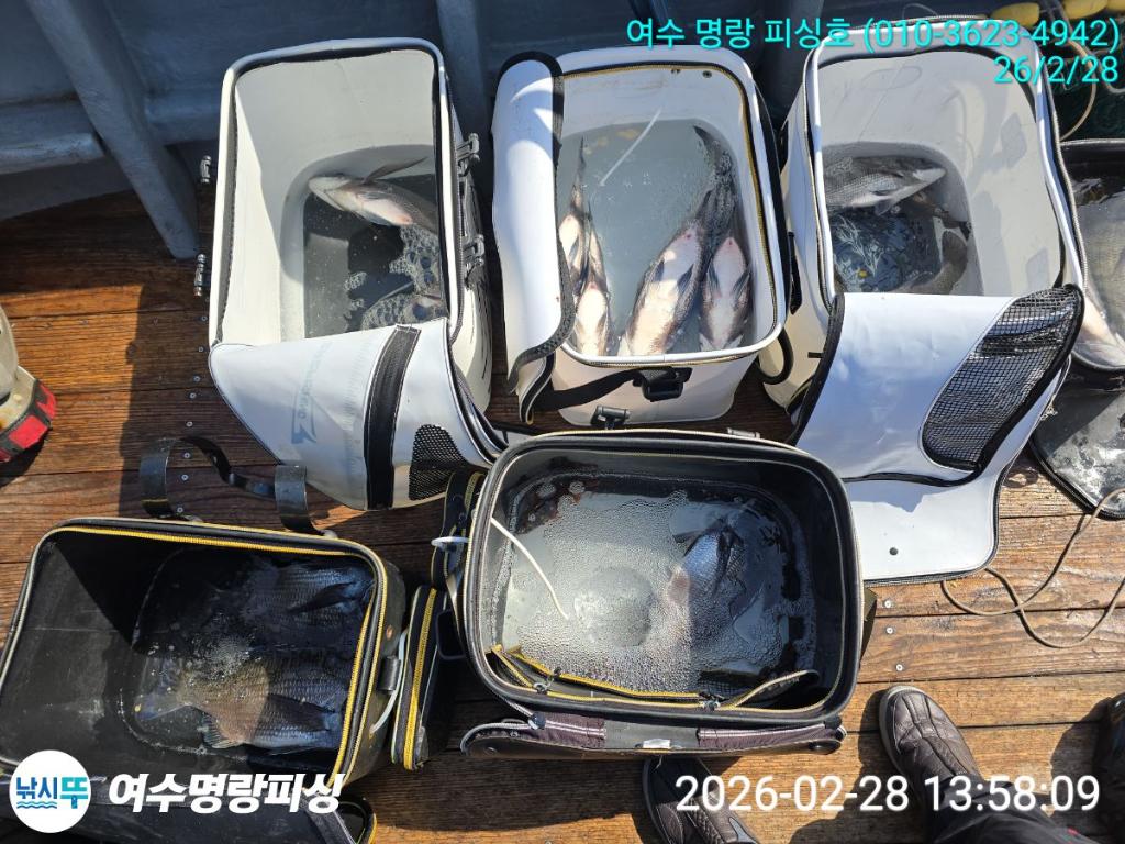 낚시뚜,감성돔,국동항,여수명랑피싱,낚시뚜5