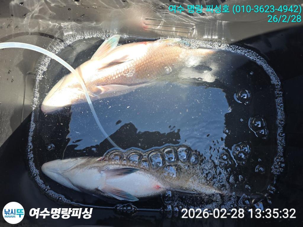 낚시뚜,감성돔,국동항,여수명랑피싱,낚시뚜4