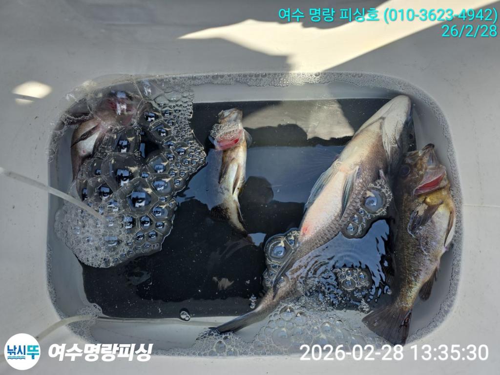 낚시뚜,감성돔,국동항,여수명랑피싱,낚시뚜3