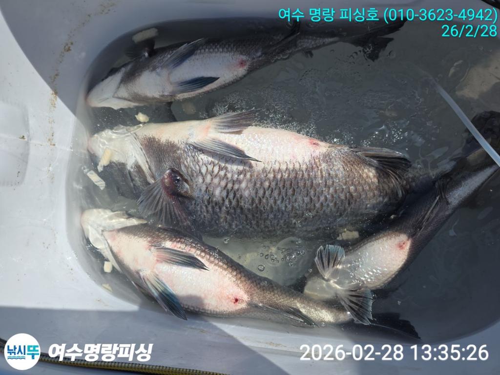 낚시뚜,감성돔,국동항,여수명랑피싱,낚시뚜2