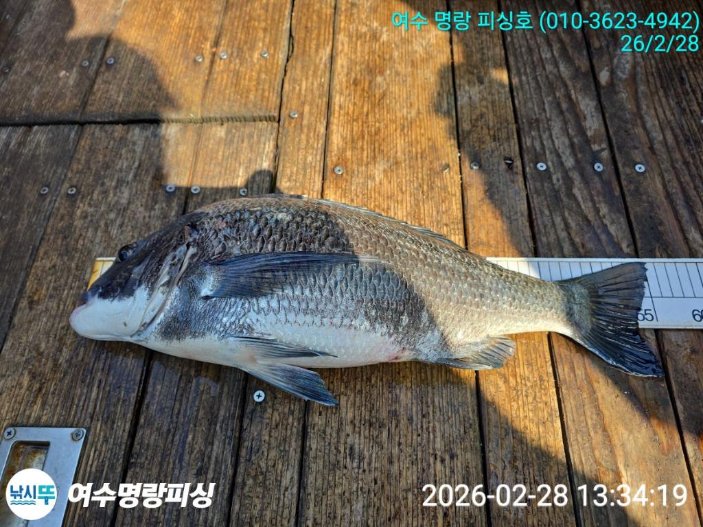 낚시뚜,감성돔,국동항,여수명랑피싱,낚시뚜0