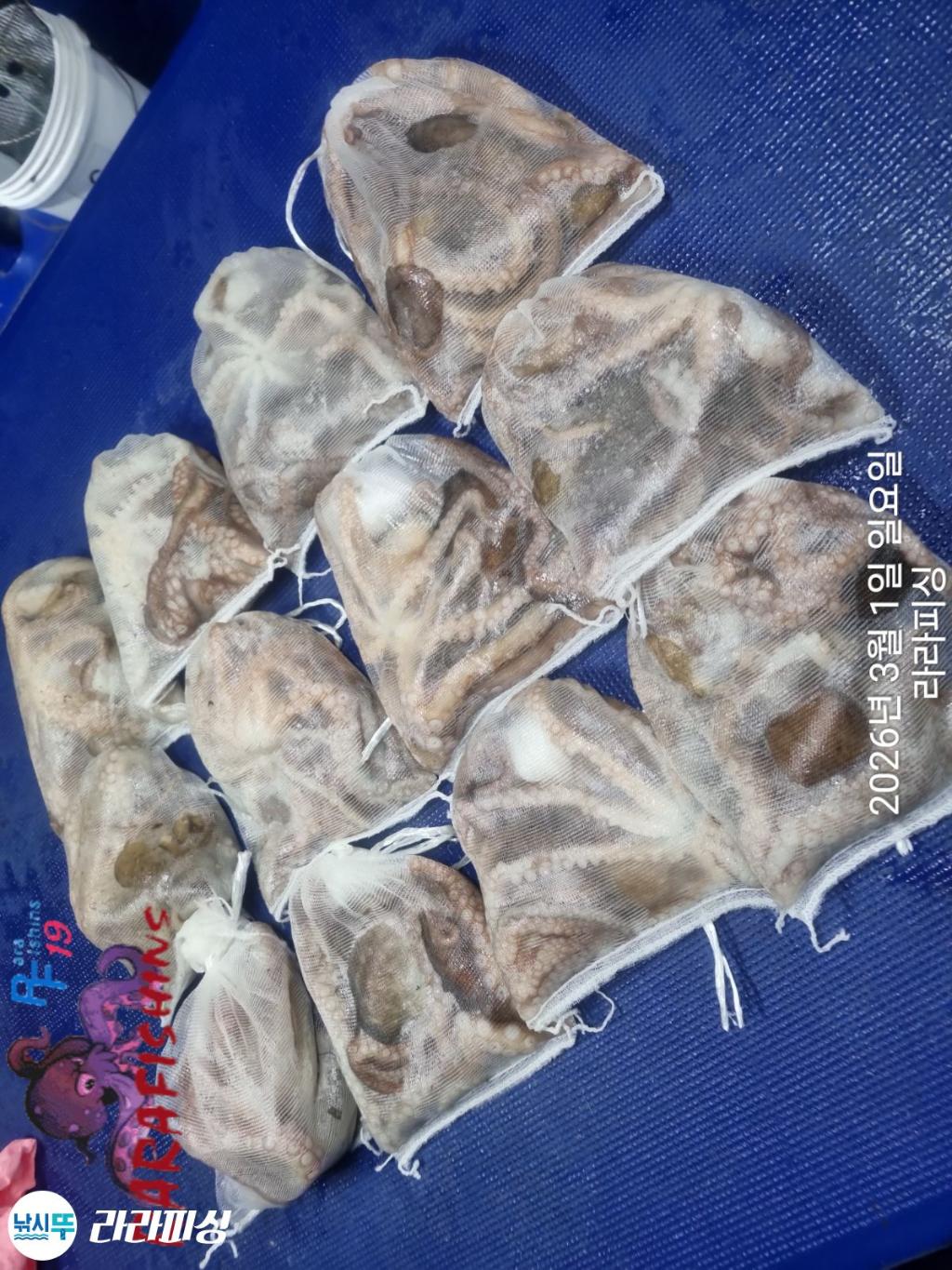 낚시뚜,낙지,속천항(진해),라라피싱,낚시뚜17