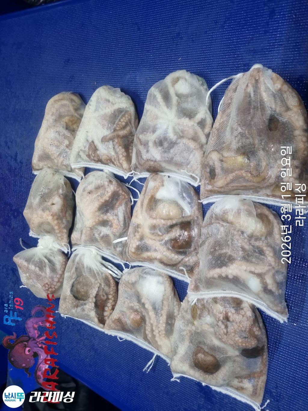 낚시뚜,낙지,속천항(진해),라라피싱,낚시뚜14