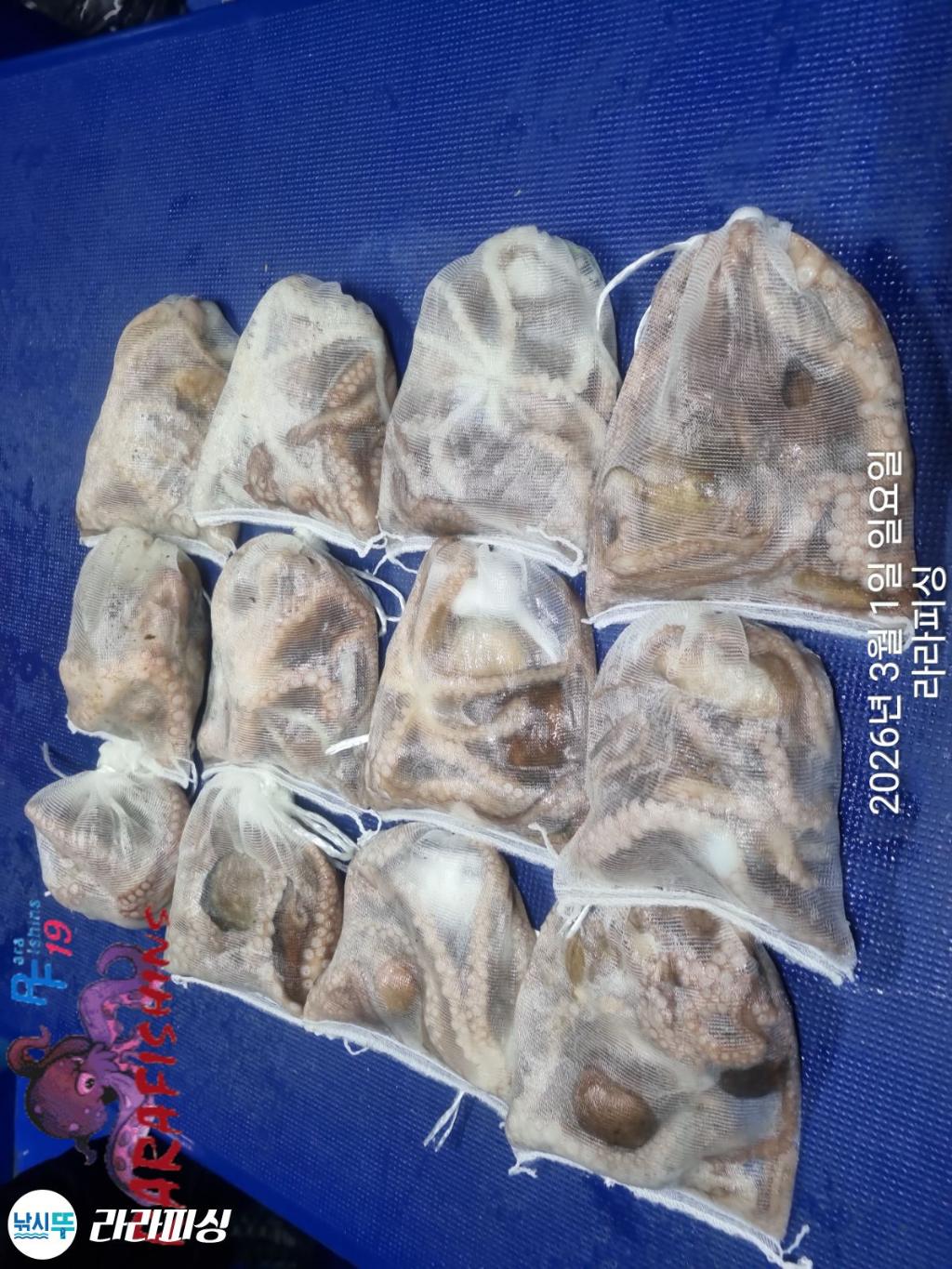 낚시뚜,낙지,속천항(진해),라라피싱,낚시뚜13