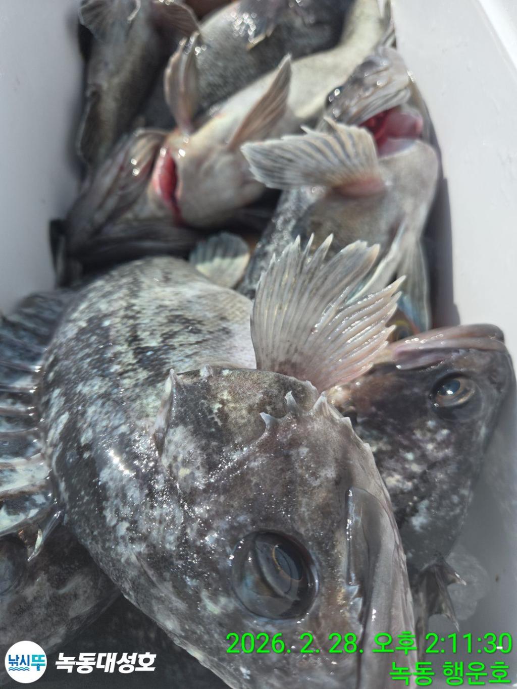 낚시뚜,우럭,열기,녹동항,녹동대성호,낚시뚜41