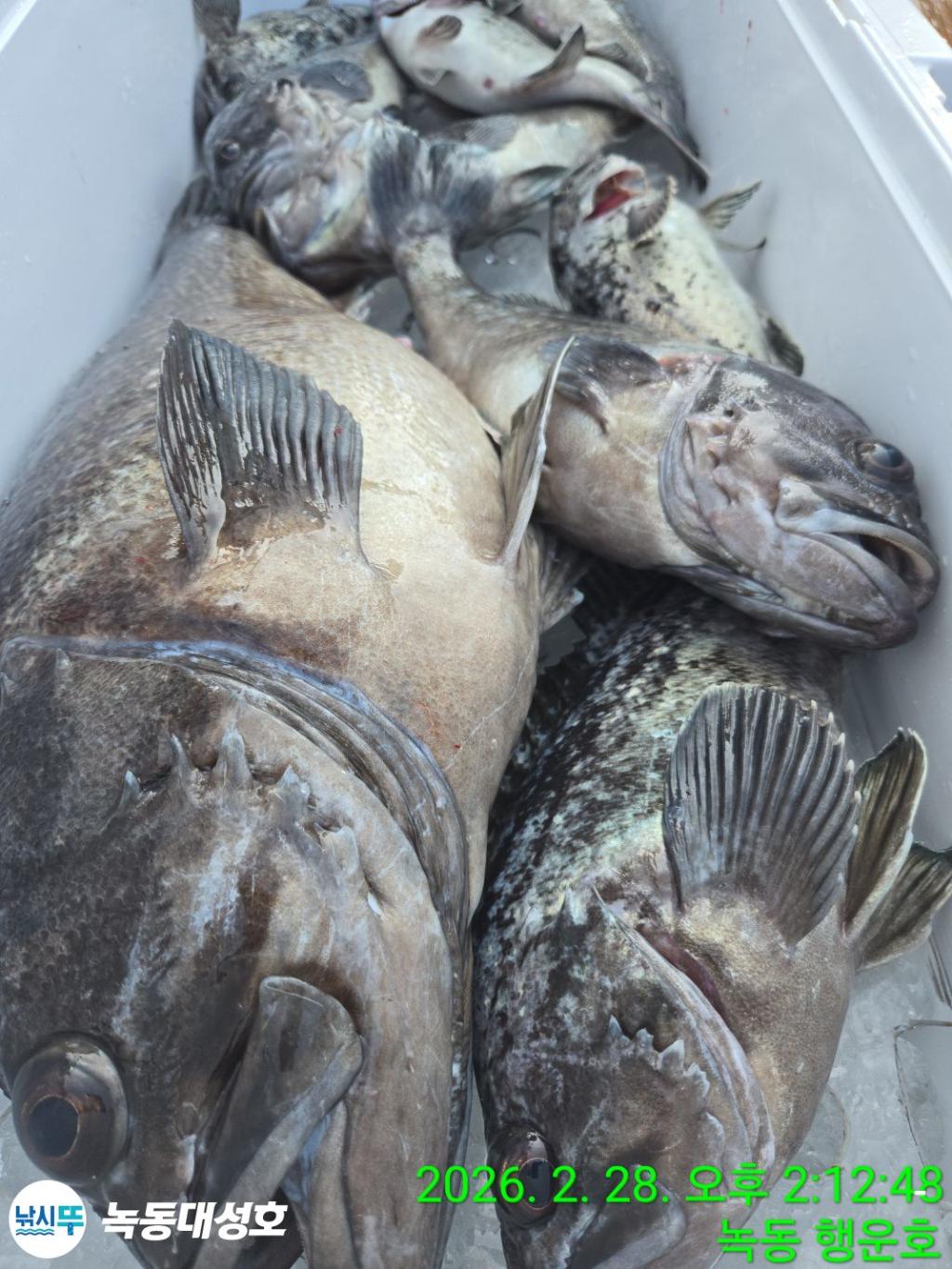 낚시뚜,우럭,열기,녹동항,녹동대성호,낚시뚜39