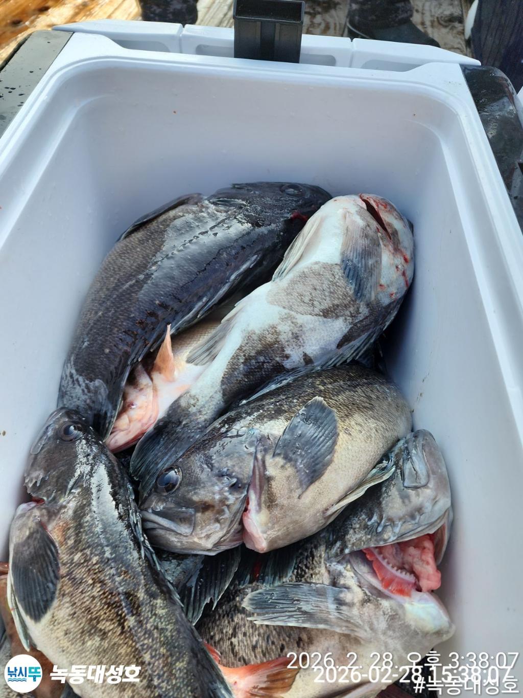 낚시뚜,우럭,열기,녹동항,녹동대성호,낚시뚜38