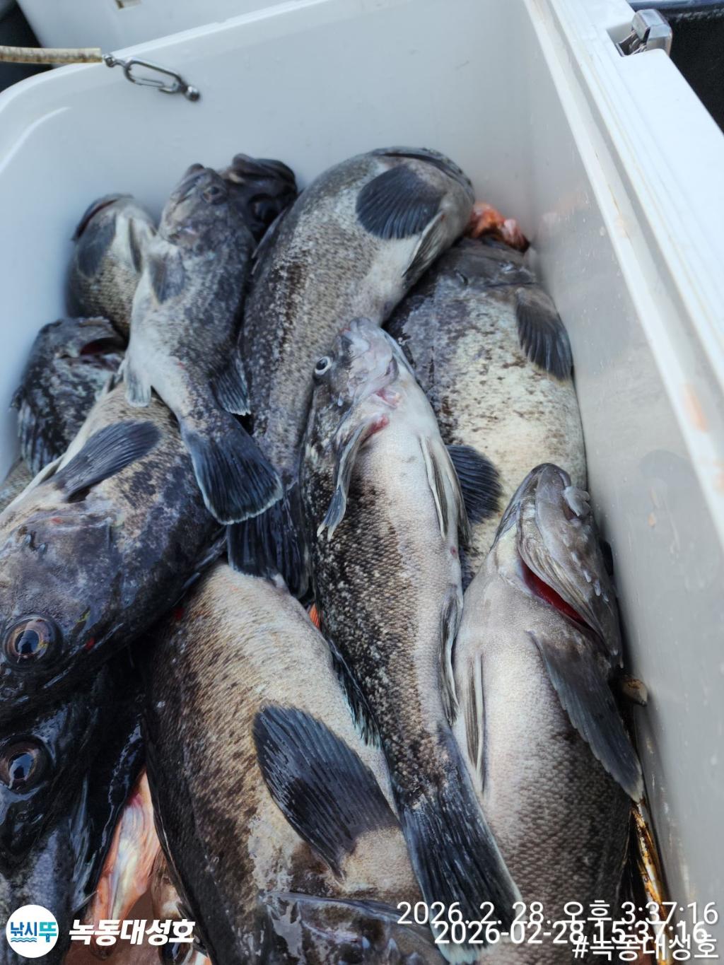 낚시뚜,우럭,열기,녹동항,녹동대성호,낚시뚜37