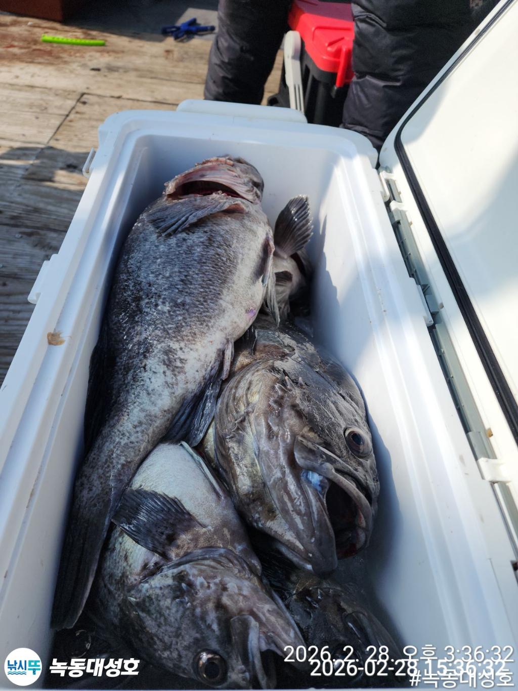 낚시뚜,우럭,열기,녹동항,녹동대성호,낚시뚜36